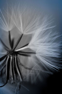 Macro shot of white dandelion flower