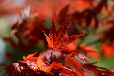 Close-up of maple leaves