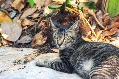 Close-up portrait of a cat lying on field