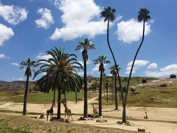 Palm trees on beach against sky