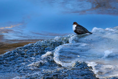 Seagull perching on sea shore