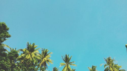 Low angle view of palm trees against clear blue sky