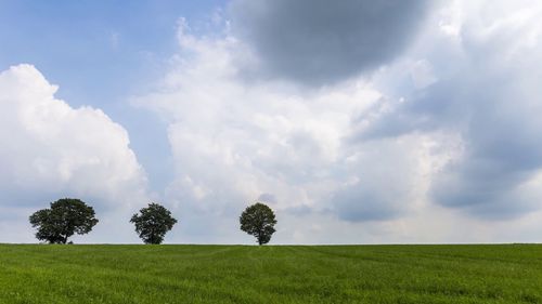 Trees on field against sky