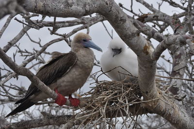 Low angle view of bird perching on tree