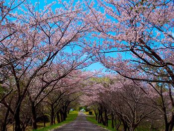 View of footpath along trees