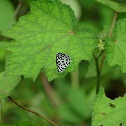 Close-up of butterfly on leaf