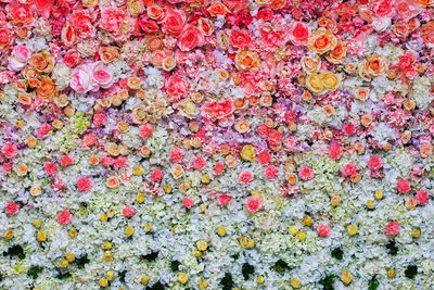 Full frame shot of flowering plants