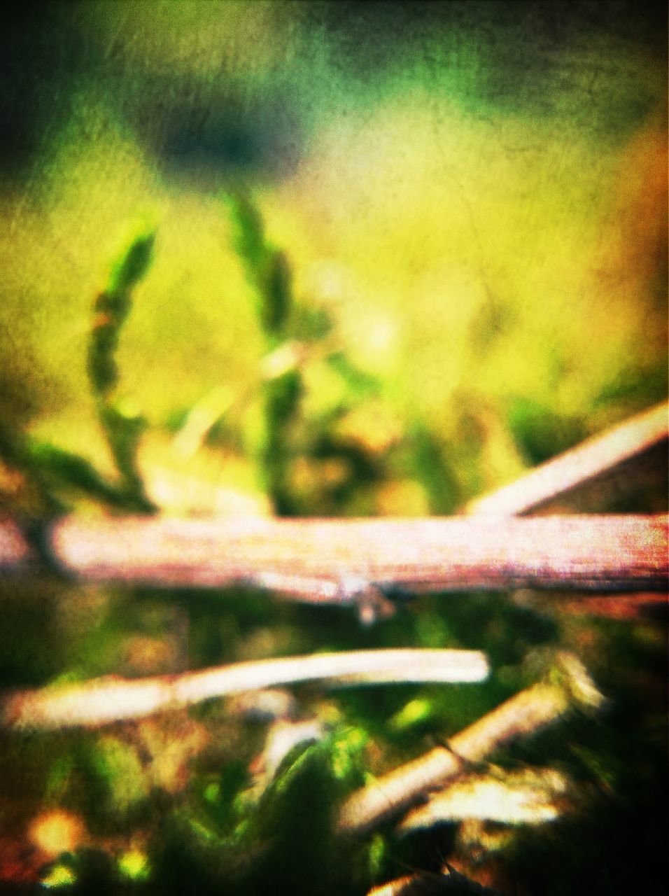selective focus, focus on foreground, close-up, growth, nature, plant, grass, green color, outdoors, blade of grass, beauty in nature, no people, tranquility, day, leaf, stem, field, blurred, defocused, sunlight
