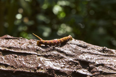 Close-up of insect on leaf