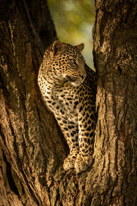 Leopard on tree trunk