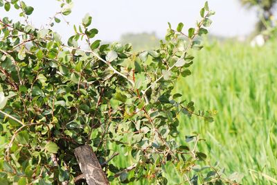 Close-up of plant growing on field