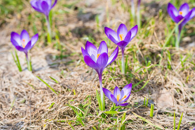 Close-up of purple crocus flowers on field