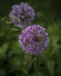 Close-up of purple flowering plant