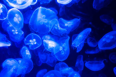 Close-up of jellyfish