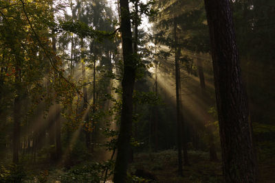 View of trees in the forest