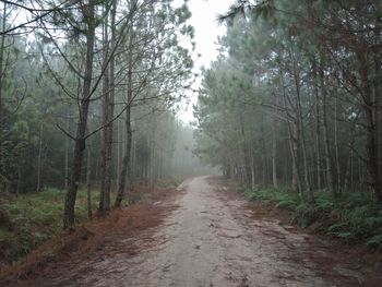 Dirt road amidst trees in forest