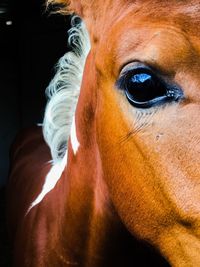 Close-up portrait of horse