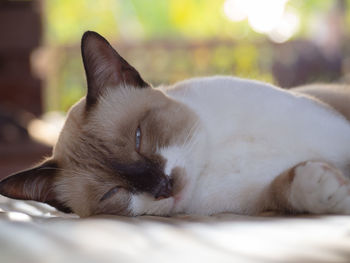 Close-up of cat resting