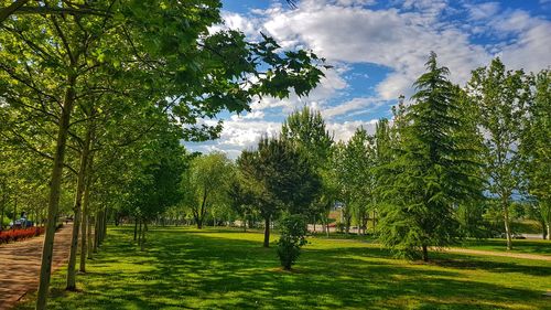 Trees in park against sky