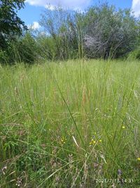 Grass growing on field