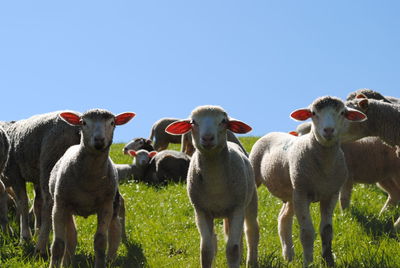 Sheep in a field