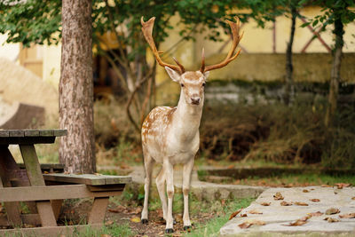 Deer standing on field