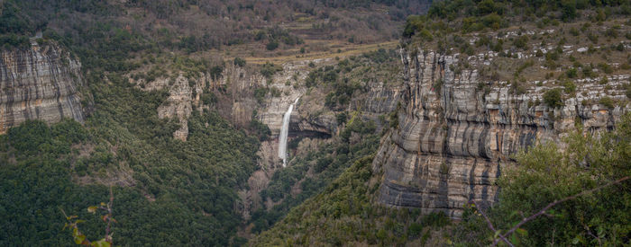View of trees in forest