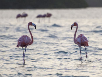 Flamingo in sea at beach during dusk