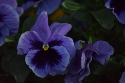 Close-up of purple flowering plant