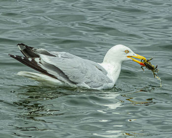 Swan swimming in lake