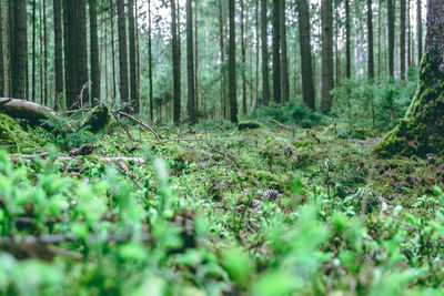 Surface level of trees in forest