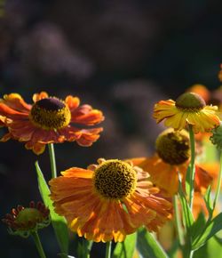 Close-up of yellow flowering plant