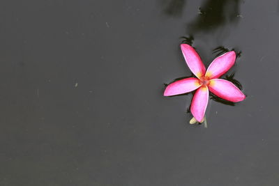 Close-up of pink water lily in lake