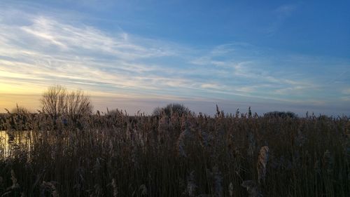 Plants growing on field against sky