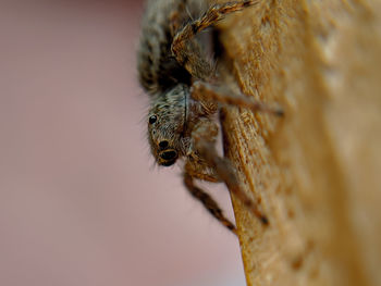 Close-up of spider