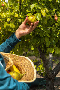 Cropped image of hand holding fruit