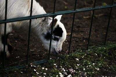 View of a goat in zoo