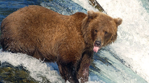 Grizzly showing the tongue
