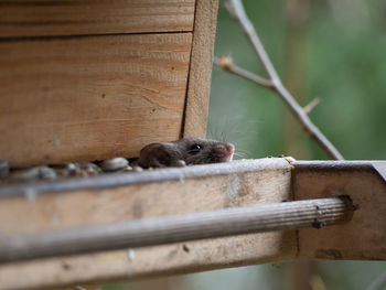 Close-up of monkey on wood