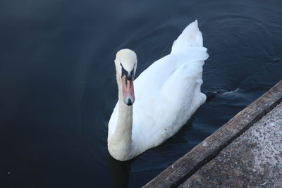 High angle view of swan floating on lake