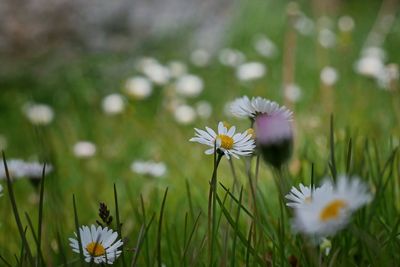 Close-up of white daisy flowers on field