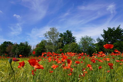 Red poppy flowers growing on field against sky