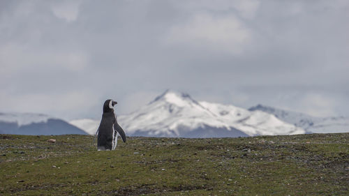 Penguin at patagônia argentina