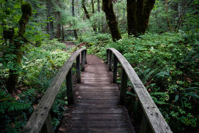 Boardwalk amidst trees in forest