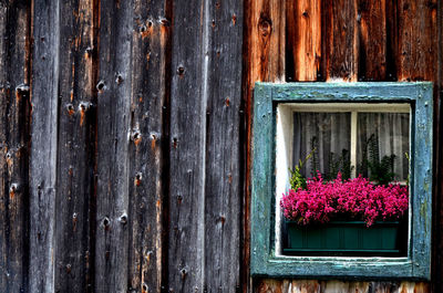 Close-up of purple flowering plants by window of building