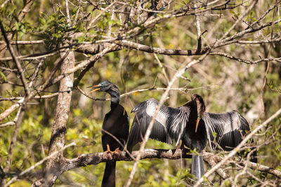 Birds in a forest