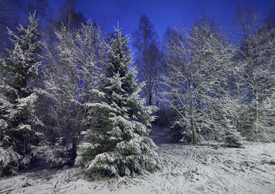 Pine trees in forest during winter