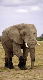 Elephant standing on field