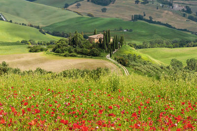 Scenic view of agricultural field