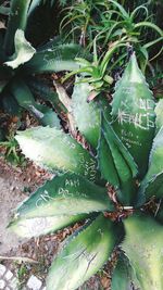 High angle view of succulent plant on field